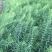 东北辽宁地产多芽头鸡头黄精产量高.含量高.量大价优