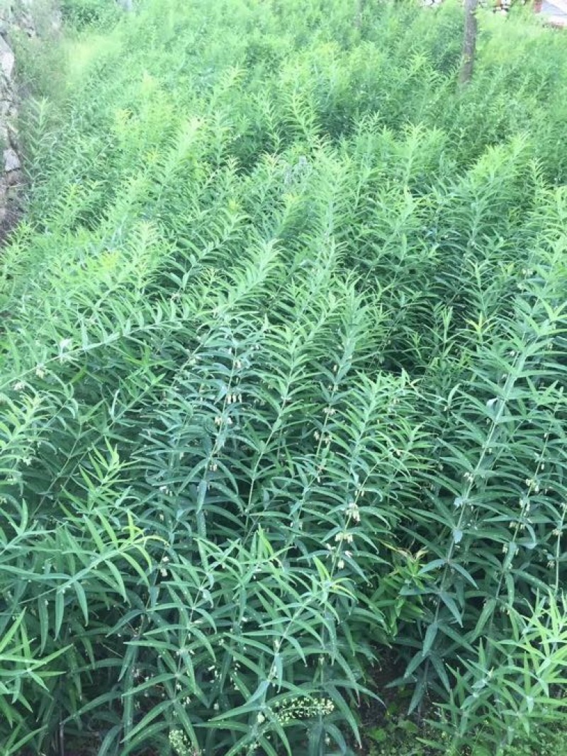东北辽宁地产多芽头鸡头黄精产量高.含量高.量大价优