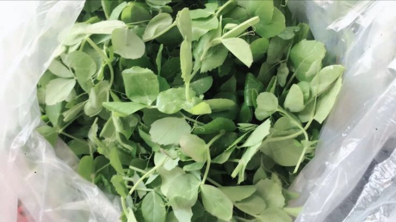东台豌豆尖东台豌豆苗新鲜当季时令蔬菜现摘现发
