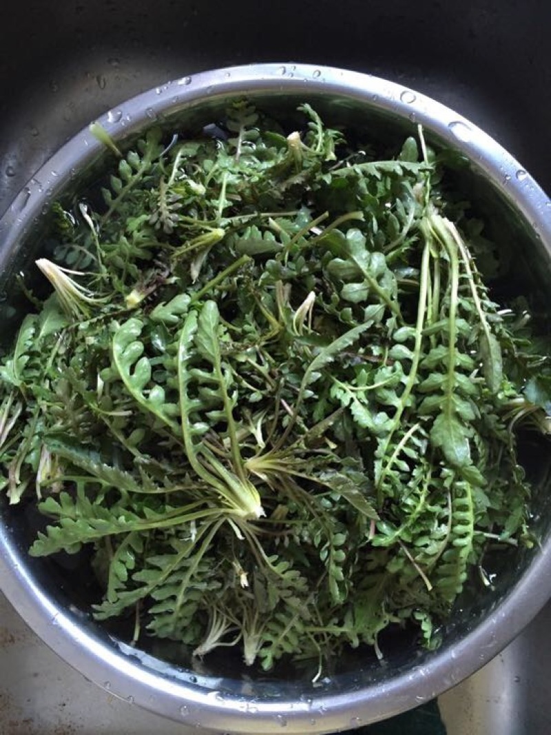 东台荠菜野生荠菜种植荠菜当季时令新鲜蔬菜现挖
