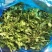 东台荠菜野生荠菜种植荠菜当季时令新鲜蔬菜现挖