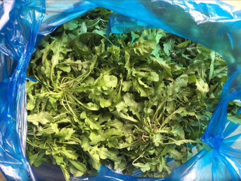 东台荠菜野生荠菜种植荠菜当季时令新鲜蔬菜现挖
