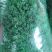 东台荠菜野生荠菜种植荠菜当季时令新鲜蔬菜现挖