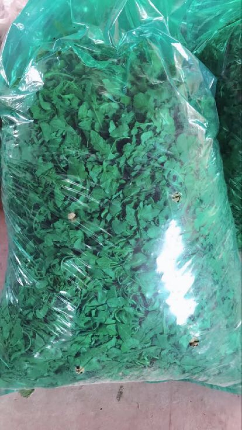 东台荠菜野生荠菜种植荠菜当季时令新鲜蔬菜现挖