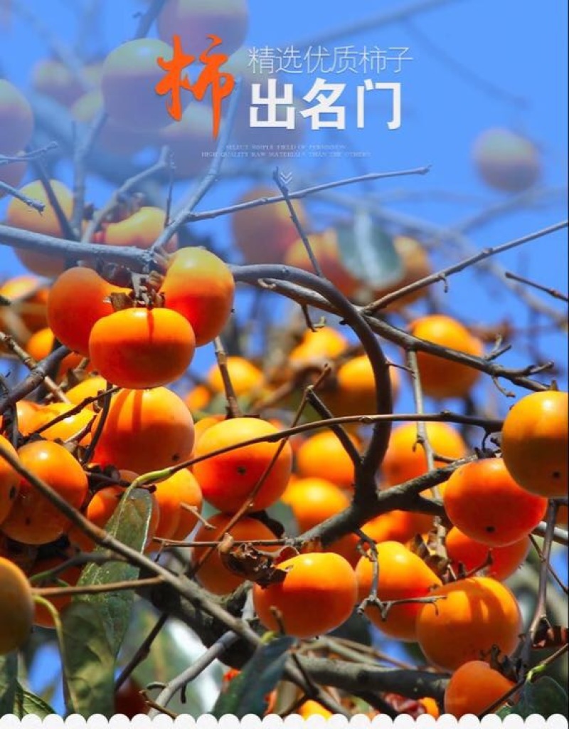 独立包装柿饼零单批发零售