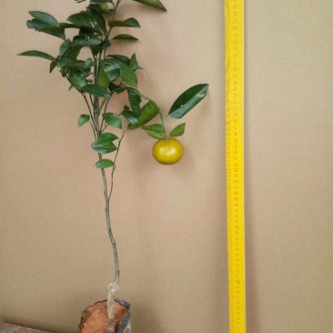 沃柑苗50~80cm