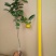 沃柑苗50~80cm