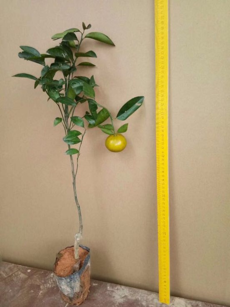 沃柑苗50~80cm