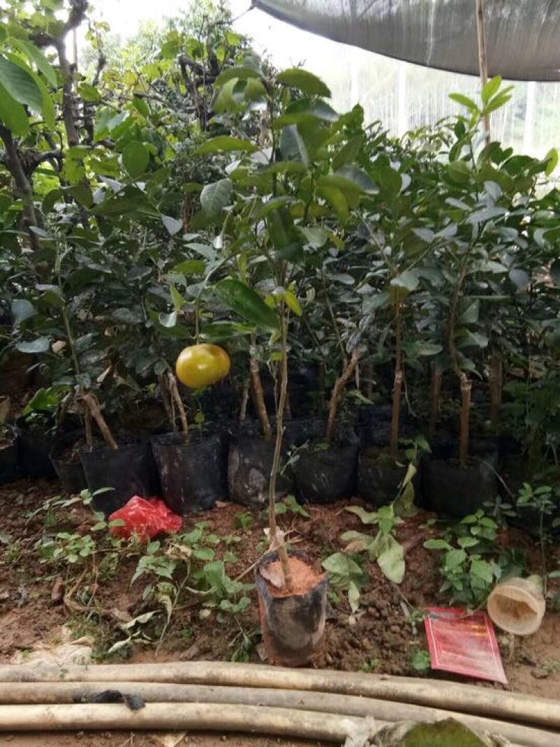 沃柑苗50~80cm