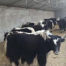 青海牦牛200~300kg
