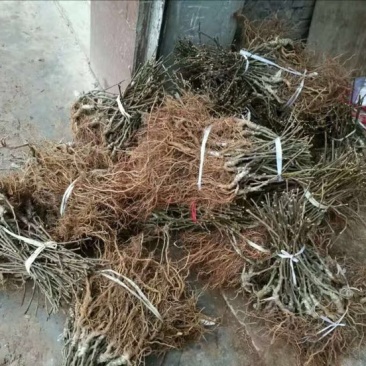红阳猕猴桃苗0.6~0.8cm40~50cm嫁接苗