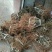 红阳猕猴桃苗0.6~0.8cm40~50cm嫁接苗