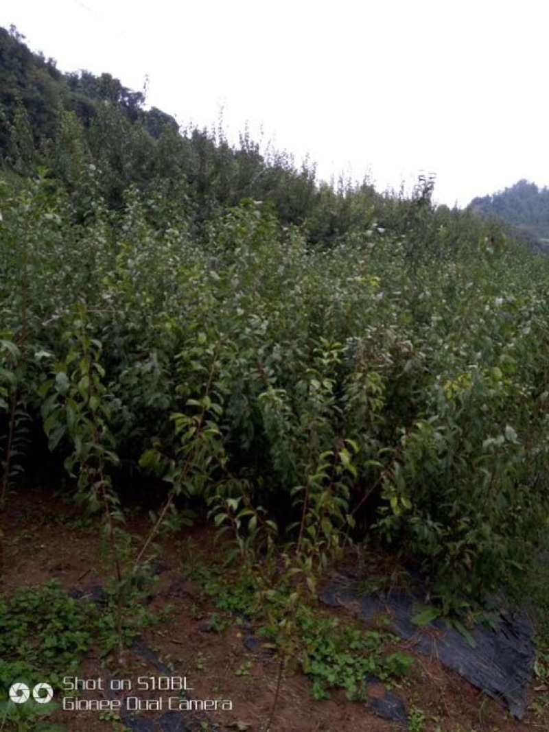 脆红李子树苗50~100cm