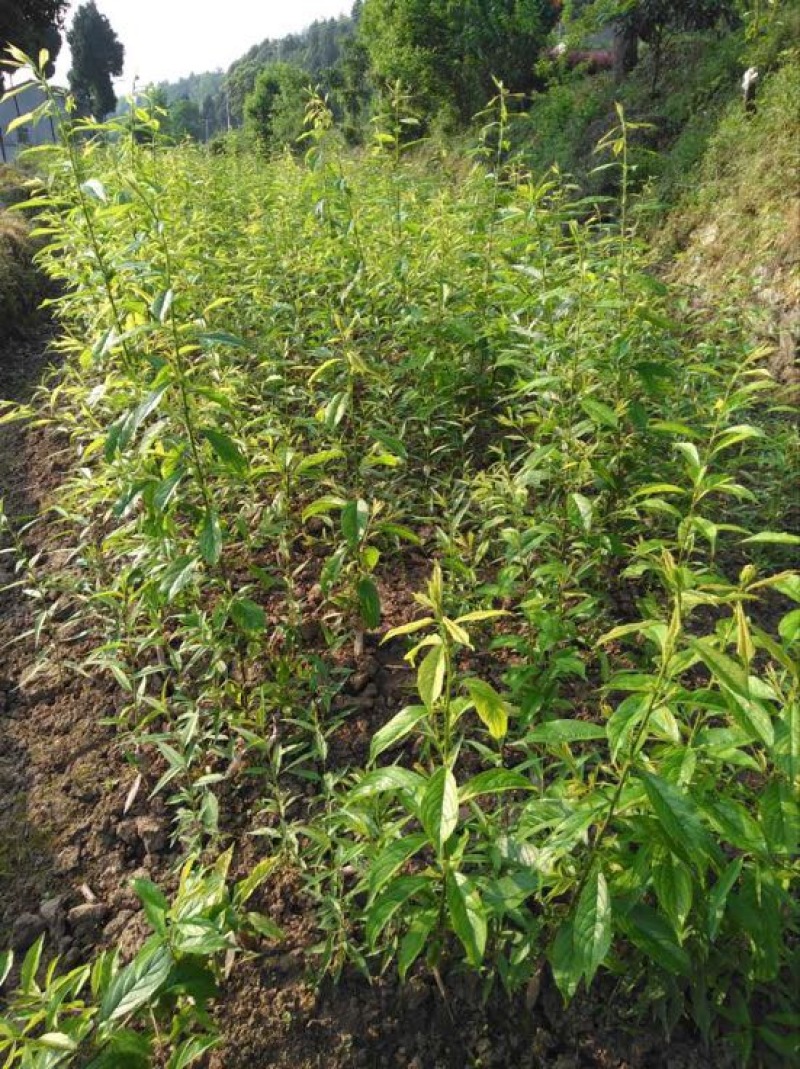 脆红李子树苗50~100cm