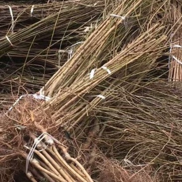 脆红李子树苗50~100cm