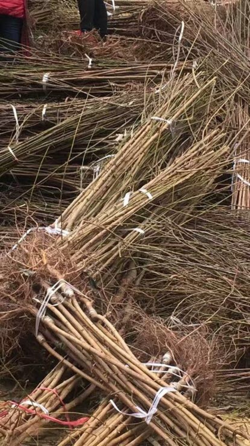 脆红李子树苗50~100cm