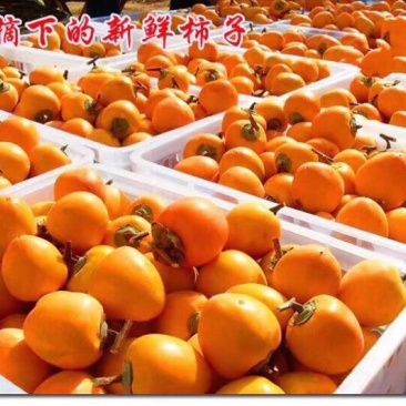 柿饼1~2两