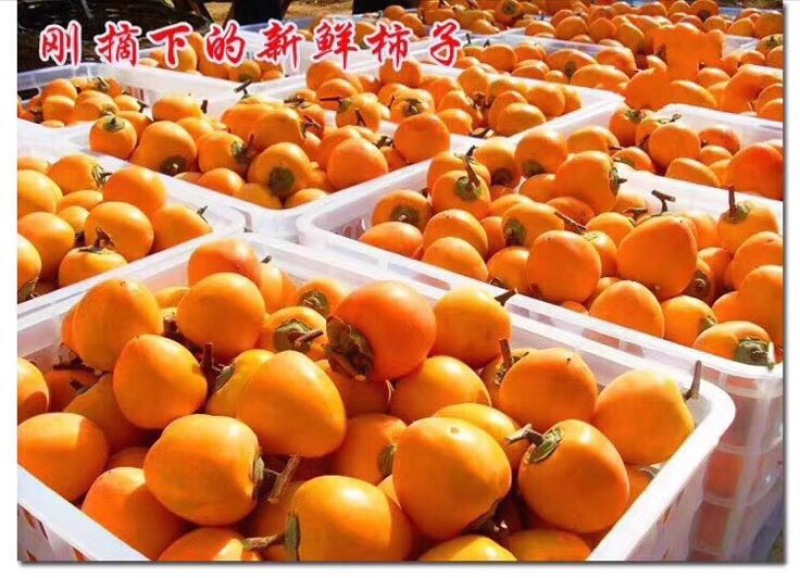 柿饼1~2两