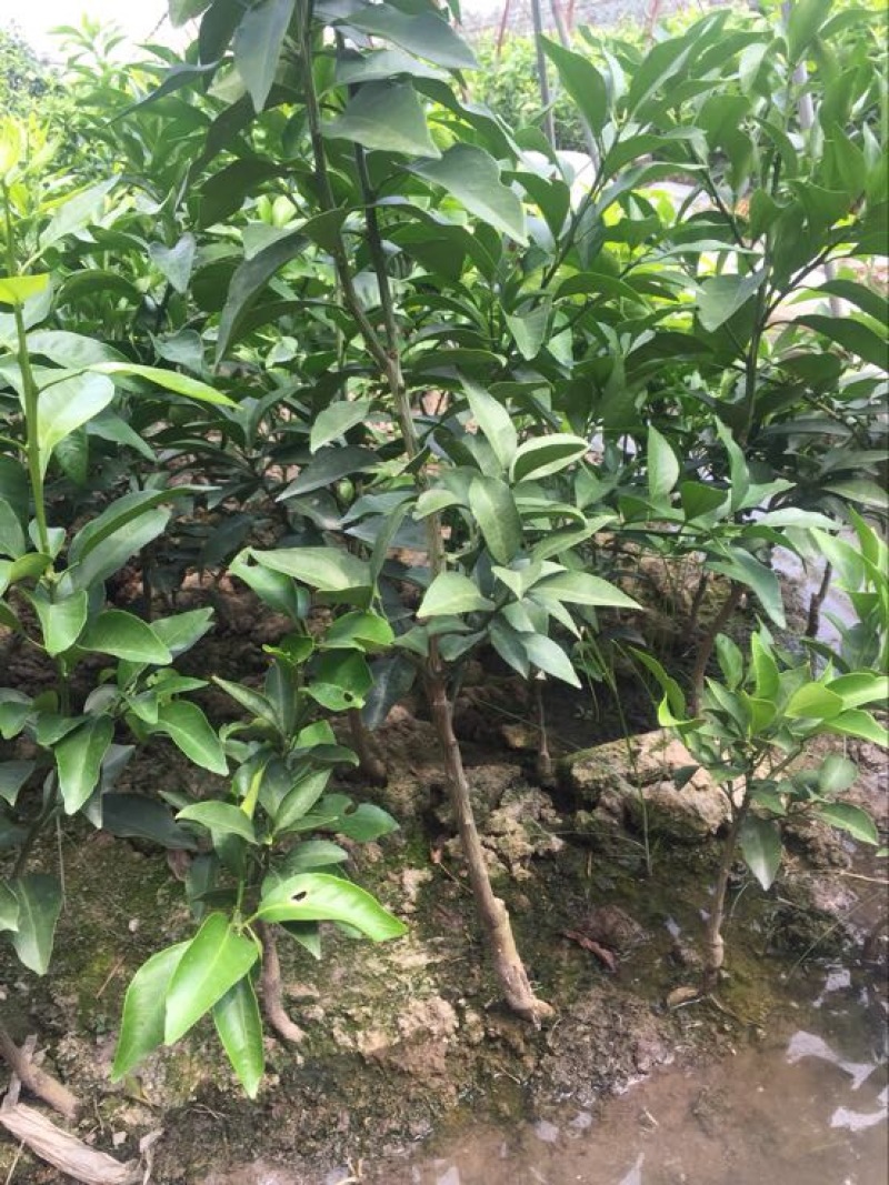 橘之尤物爱媛28号柑橘苗80~120cm