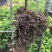 橘之尤物爱媛28号柑橘苗80~120cm