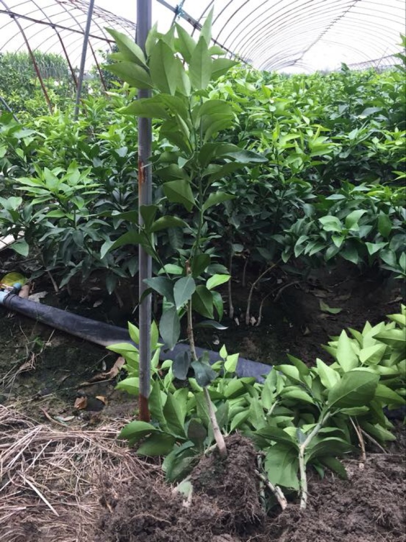 橘之尤物爱媛28号柑橘苗80~120cm