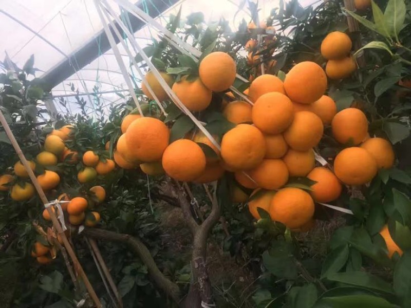 橘之尤物爱媛28号柑橘苗80~120cm