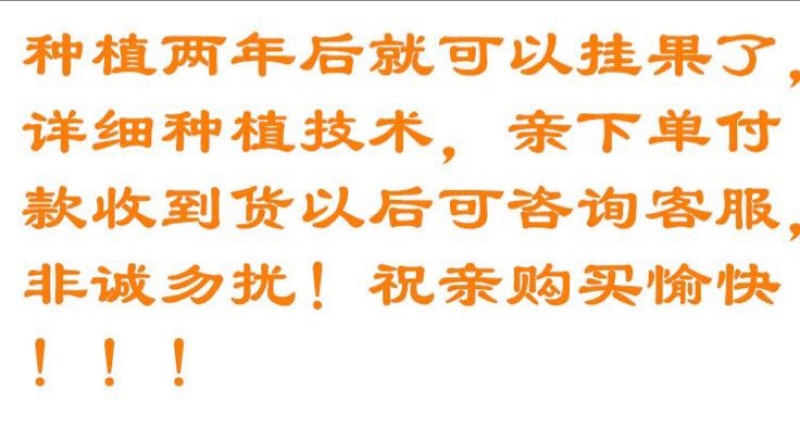 橘之尤物爱媛28号柑橘苗80~120cm