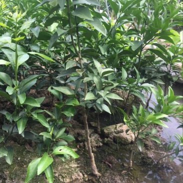 橘之尤物爱媛28号柑橘苗30~50cm