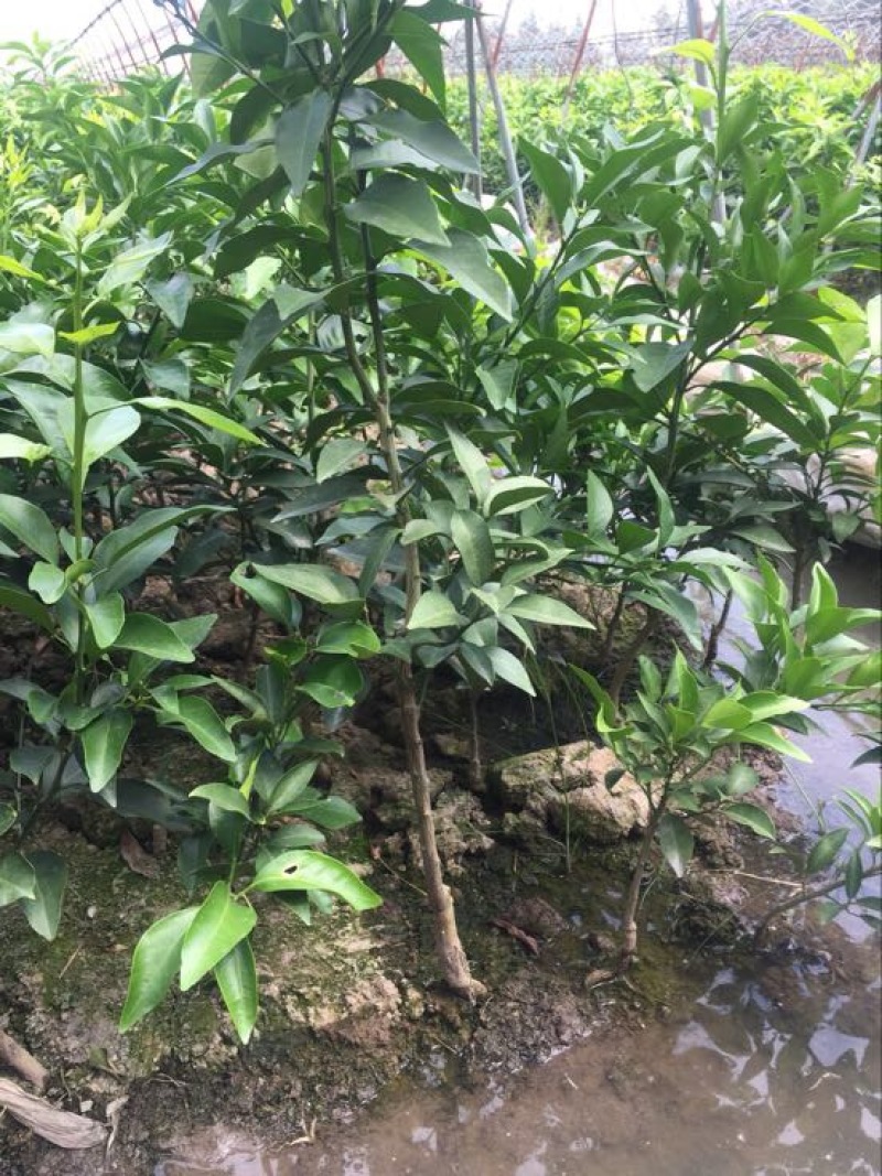 橘之尤物爱媛28号柑橘苗30~50cm