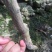 橘之尤物爱媛28号柑橘苗30~50cm