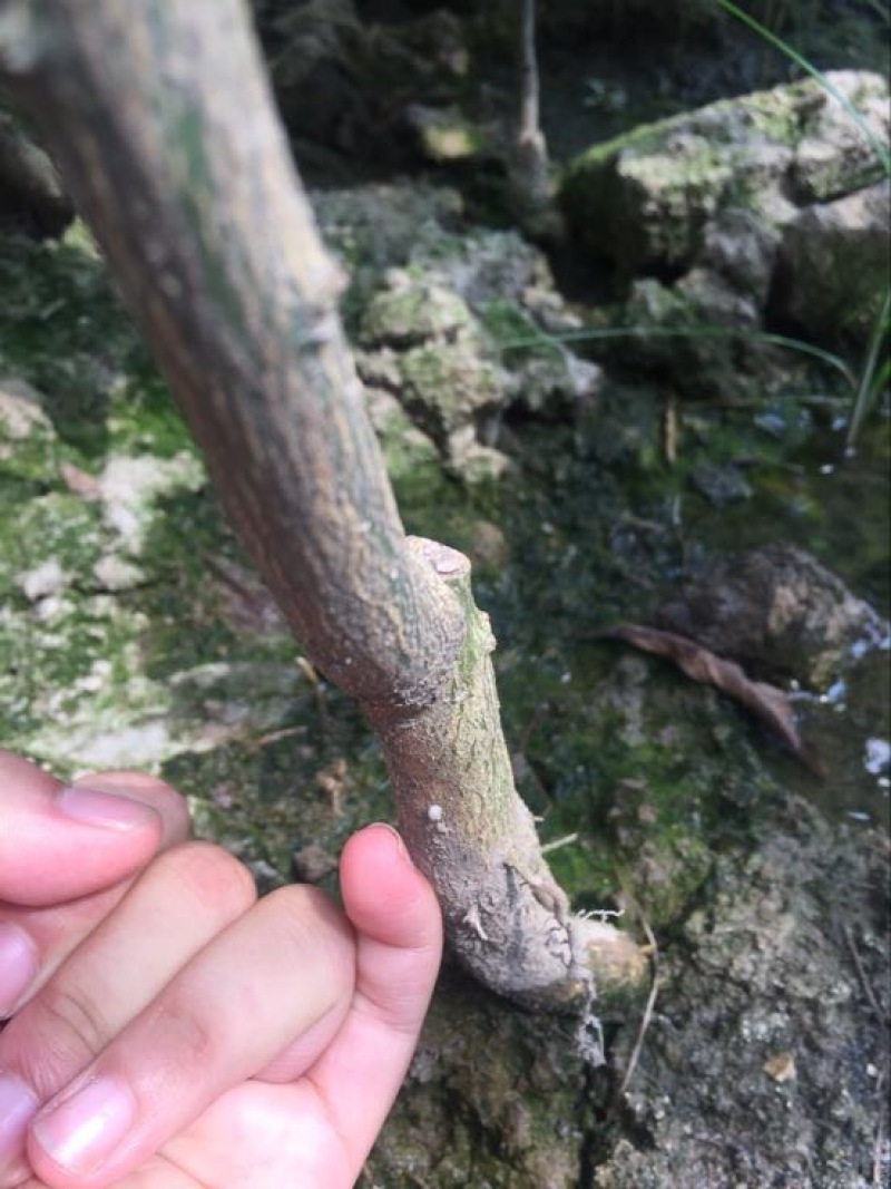 橘之尤物爱媛28号柑橘苗30~50cm