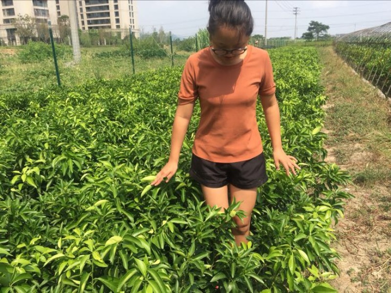 橘之尤物爱媛28号柑橘苗30~50cm