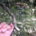 橘之尤物爱媛28号柑橘苗30~50cm