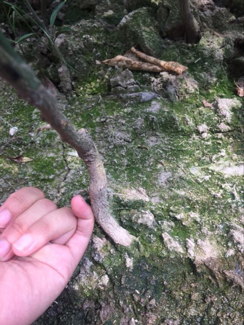 橘之尤物爱媛28号柑橘苗30~50cm