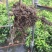橘之尤物爱媛28号柑橘苗30~50cm