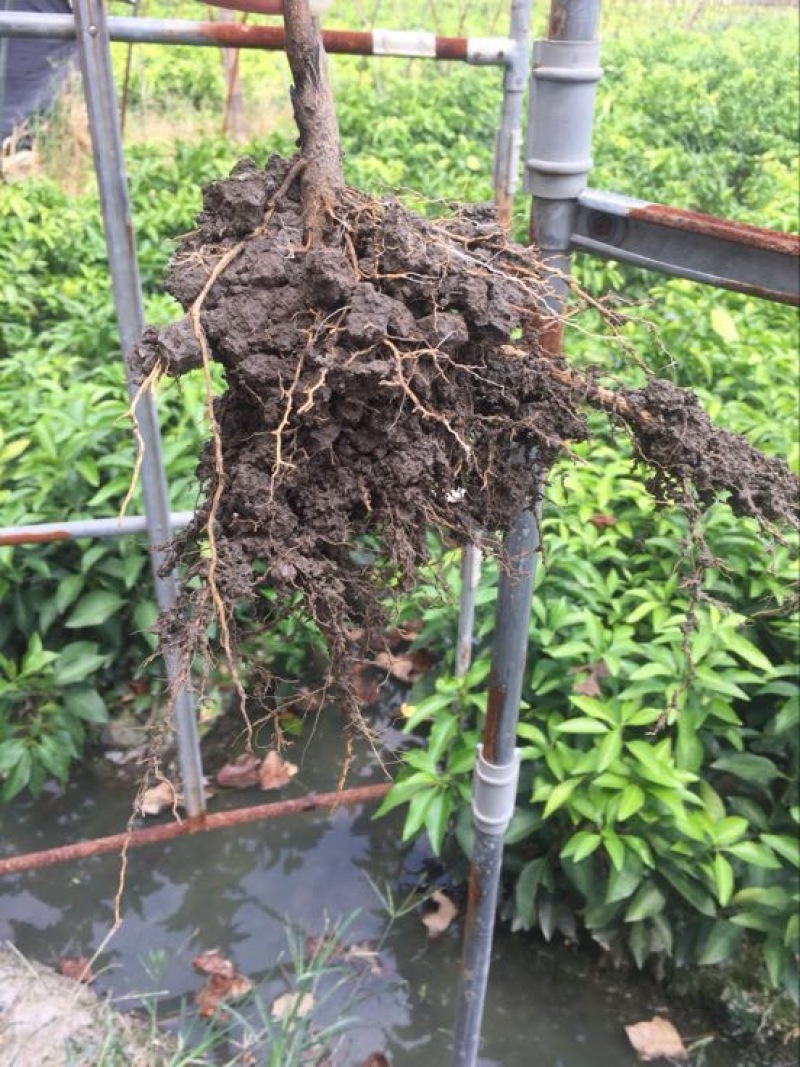 橘之尤物爱媛28号柑橘苗30~50cm