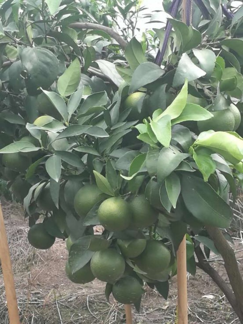 橘之尤物爱媛28号柑橘苗30~50cm