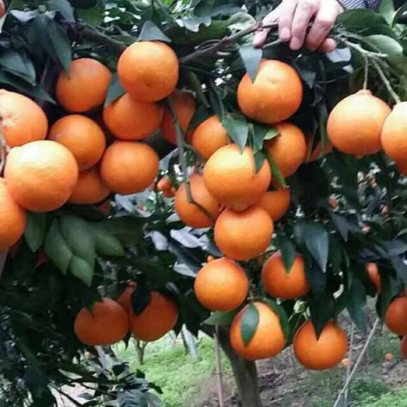 橘之尤物爱媛28号柑橘苗30~50cm