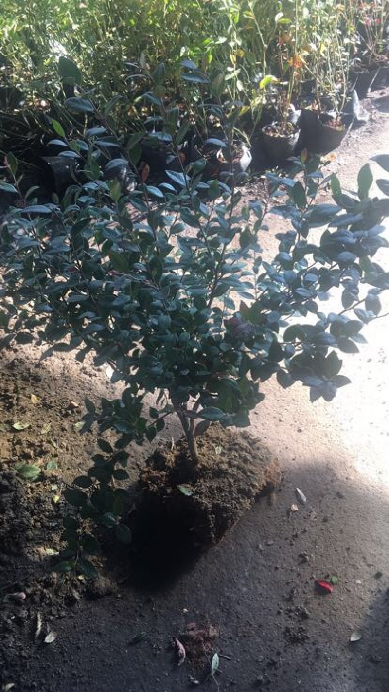 蓝莓苗2年以上50~80cm