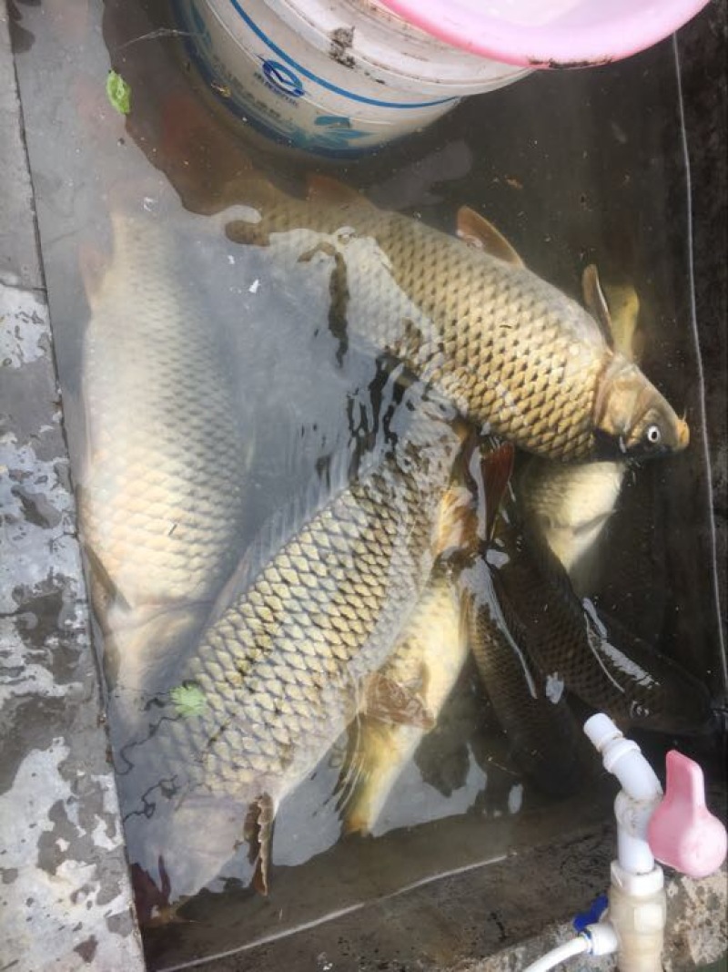 草鲤食用2~3公斤
