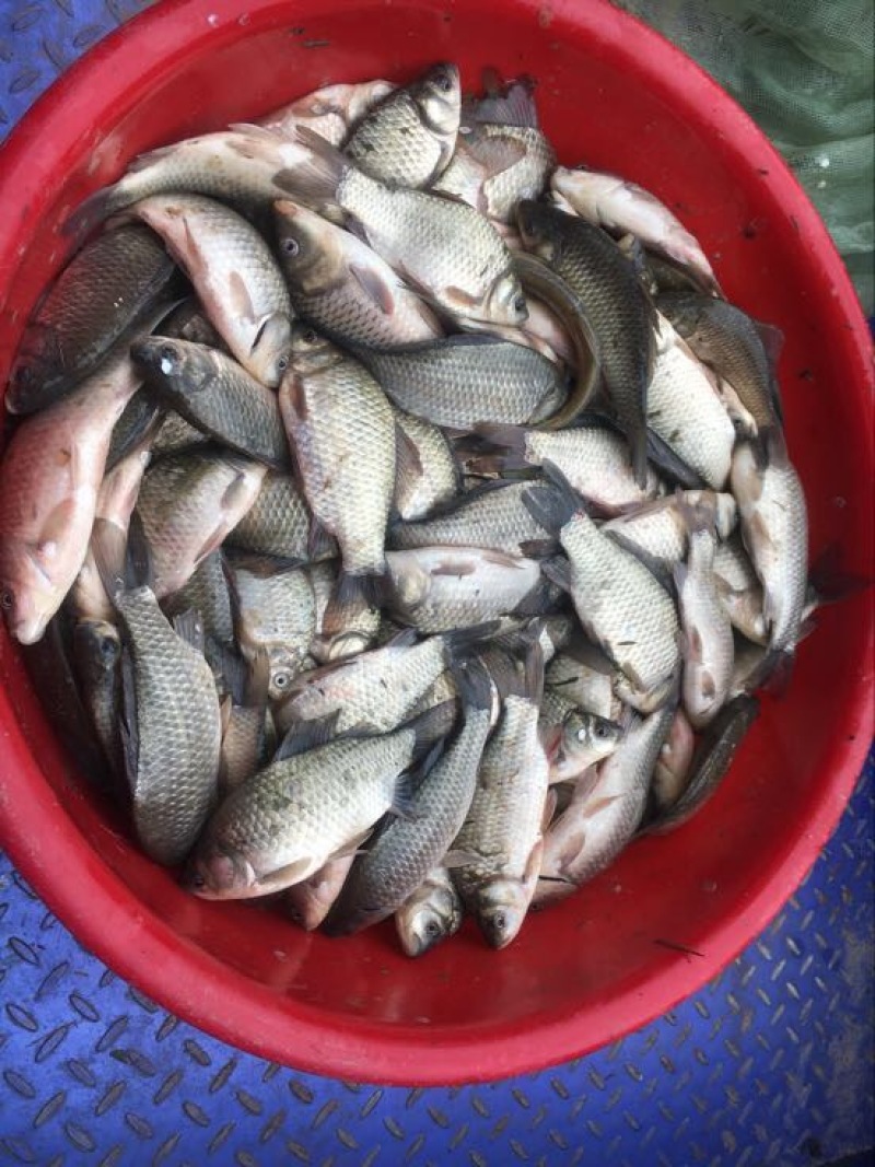 草鲤食用2~3公斤