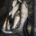 草鲤食用2~3公斤