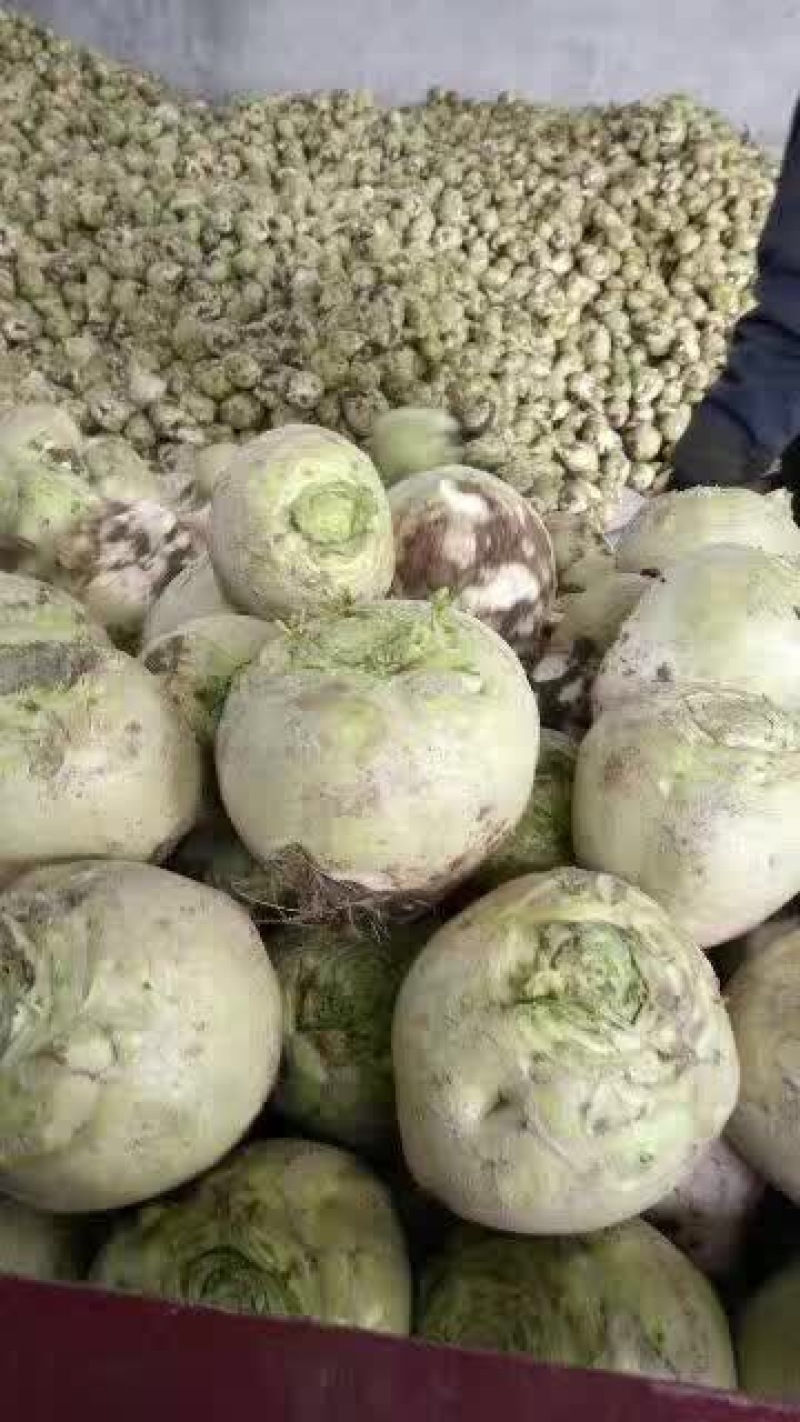 芥菜头4两以上大批量上市欢迎新老客户前来洽谈