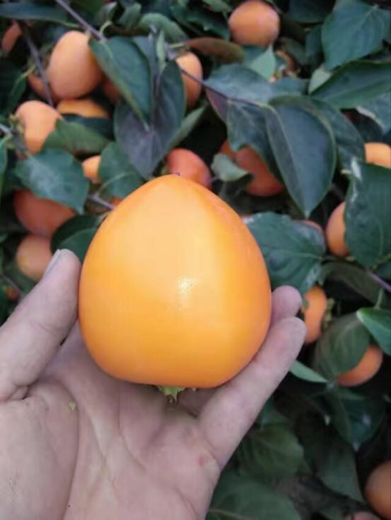 柿饼1两以下