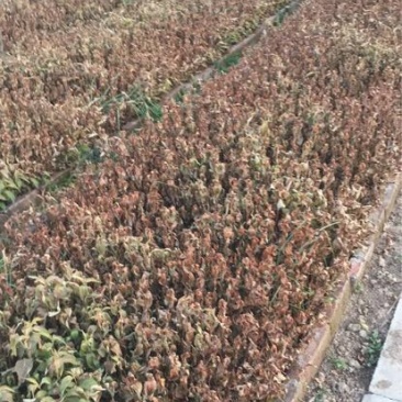 榆叶梅树苗10cm以下