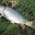 池鲤鱼食用1~2公斤