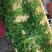 豆瓣菜无公害蔬菜