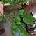豆瓣菜无公害蔬菜