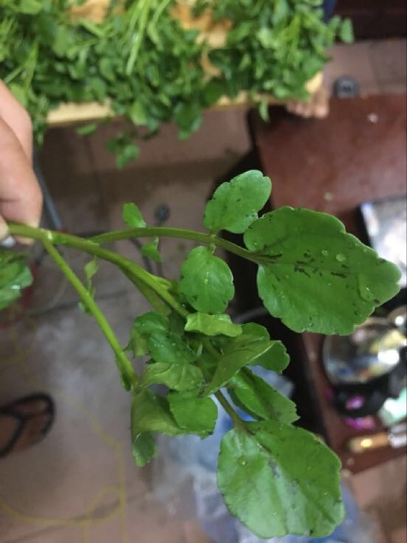 豆瓣菜无公害蔬菜