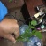 豆瓣菜无公害蔬菜